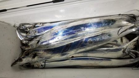 暁〜akatsuki〜 釣果