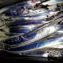 暁〜akatsuki〜 釣果