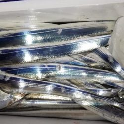 暁〜akatsuki〜 釣果