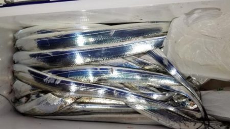 暁〜akatsuki〜 釣果