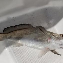 暁〜akatsuki〜 釣果