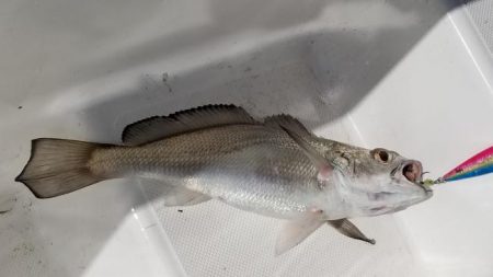 暁〜akatsuki〜 釣果