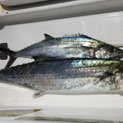 暁〜akatsuki〜 釣果