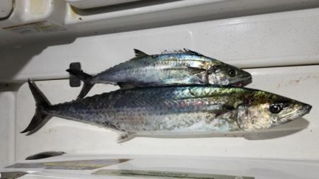 暁〜akatsuki〜 釣果