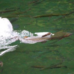 小菅トラウトガーデン 釣果