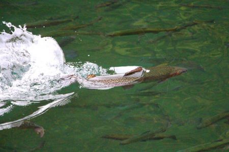 小菅トラウトガーデン 釣果