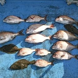 フィッシングガイド りょう 釣果