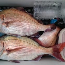 大進丸(新潟) 釣果