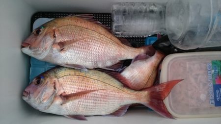 大進丸（新潟） 釣果