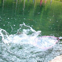 小菅トラウトガーデン 釣果