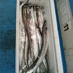 フィッシングガイド りょう 釣果