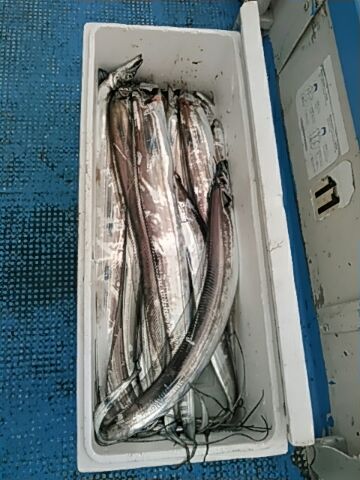 フィッシングガイド りょう 釣果