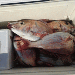 遊漁船ブルーウッズ 釣果