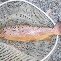高萩ふれあいの里フィッシングエリア 釣果