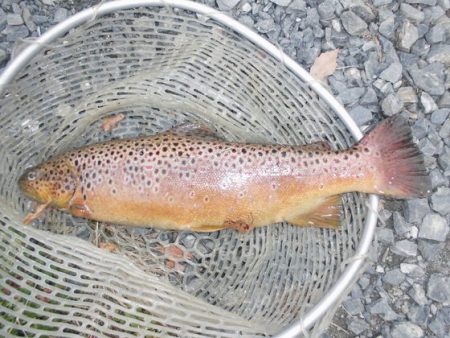 高萩ふれあいの里フィッシングエリア 釣果