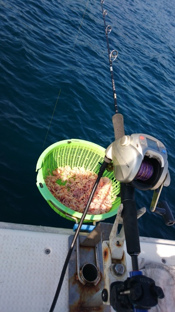 海晴丸 釣果