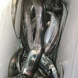 フィッシングガイド りょう 釣果