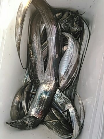 フィッシングガイド りょう 釣果