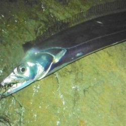 淀川タチウオ警報！