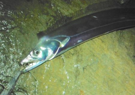 淀川タチウオ警報！