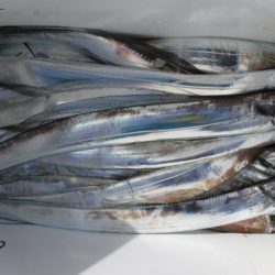 遊漁船 幸友丸 釣果