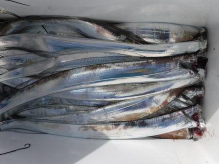 遊漁船 幸友丸 釣果