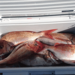 遊漁船ブルーウッズ 釣果