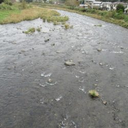 狩野川(狩野川漁業協同組合) 釣果