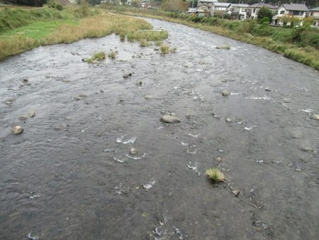 狩野川(狩野川漁業協同組合) 釣果