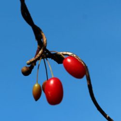 小菅トラウトガーデン 釣果