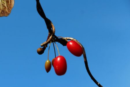 小菅トラウトガーデン 釣果