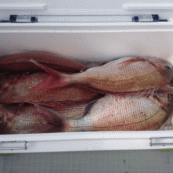 遊漁船ブルーウッズ 釣果