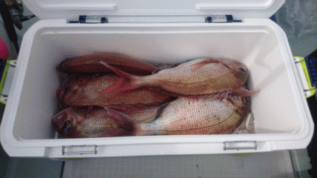 遊漁船ブルーウッズ 釣果