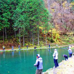小菅トラウトガーデン 釣果