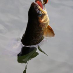 小菅トラウトガーデン 釣果