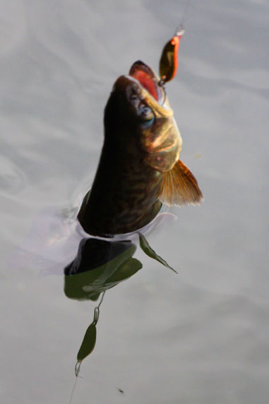 小菅トラウトガーデン 釣果