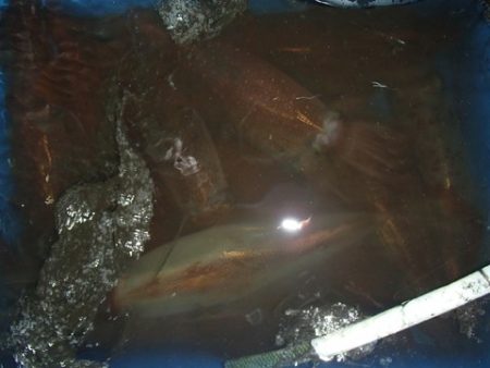 第二むつ漁丸 釣果