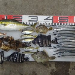 のとじま臨海公園海づりセンター 釣果