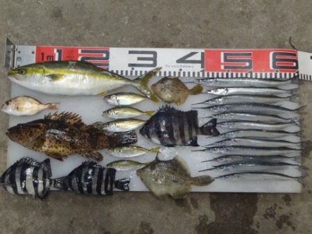 のとじま臨海公園海づりセンター 釣果