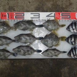 のとじま臨海公園海づりセンター 釣果