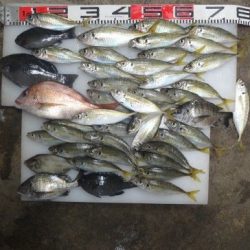 のとじま臨海公園海づりセンター 釣果