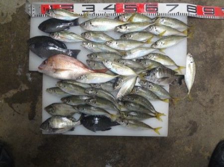 のとじま臨海公園海づりセンター 釣果