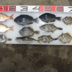のとじま臨海公園海づりセンター 釣果