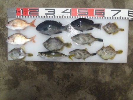 のとじま臨海公園海づりセンター 釣果