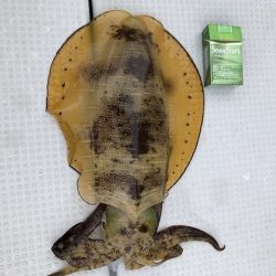 フィッシングボートACE(エース) 釣果