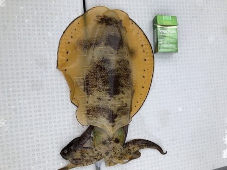 フィッシングボートACE(エース) 釣果