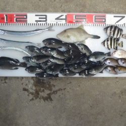 のとじま臨海公園海づりセンター 釣果