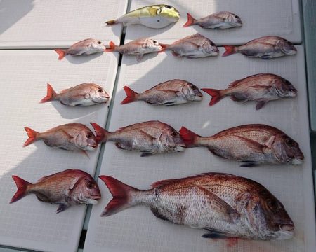 フィッシングボートACE（エース） 釣果