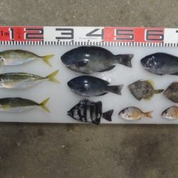 のとじま臨海公園海づりセンター 釣果