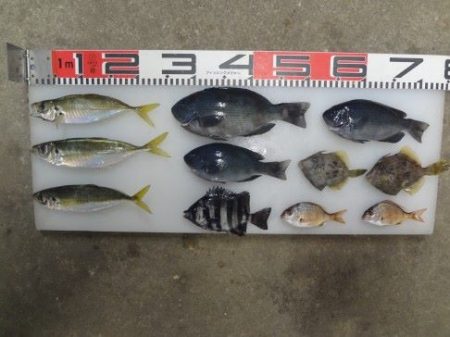 のとじま臨海公園海づりセンター 釣果